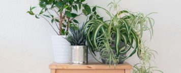 5 Plants To Keep In Your Bedroom For Better Health